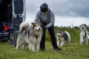 Sleddog Dryland World Championship