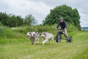 Sleddog Dryland World Championship